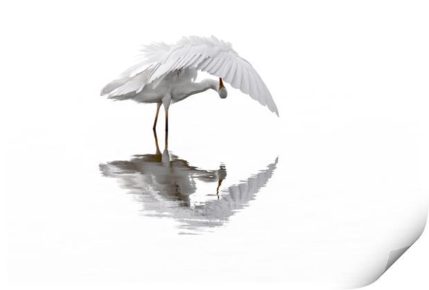 Great White Egret Preening Feathers in Pond Print by Arterra 