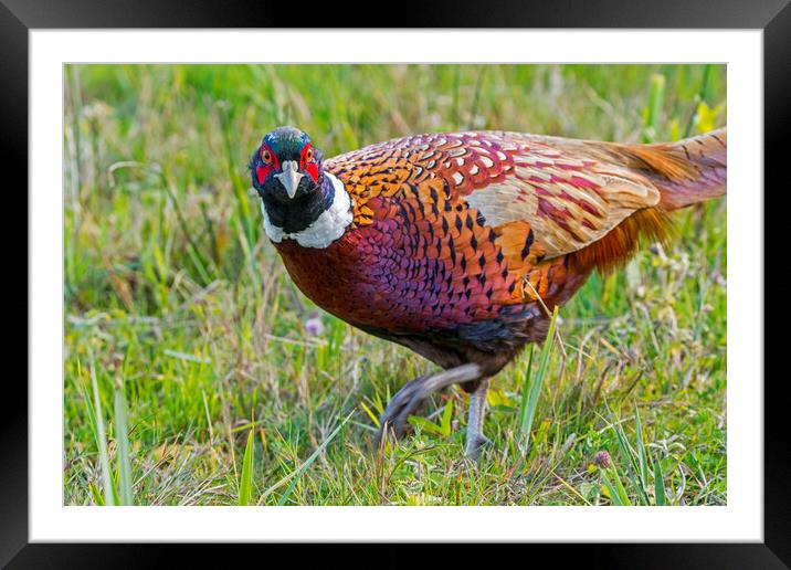 Common Pheasant Cock in Grassland Framed Mounted Print by Arterra 