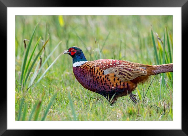 Common Pheasant in Grassland Framed Mounted Print by Arterra 