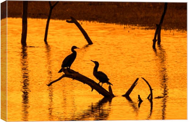 Two Great Cormorants at Sunset Canvas Print by Arterra 