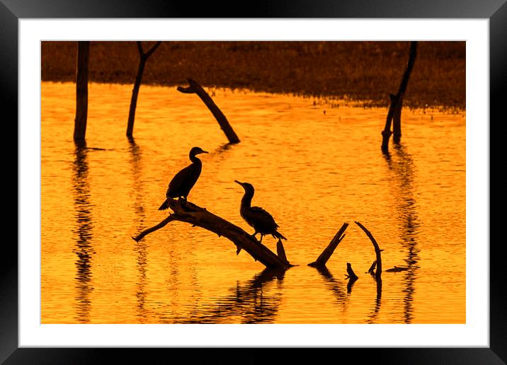 Two Great Cormorants at Sunset Framed Mounted Print by Arterra 