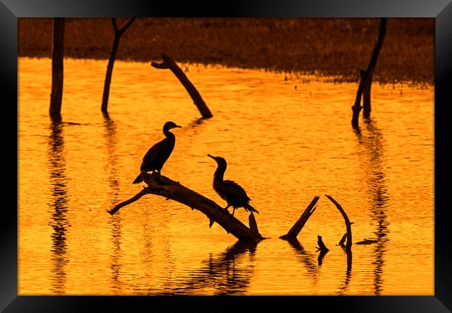 Two Great Cormorants at Sunset Framed Print by Arterra 