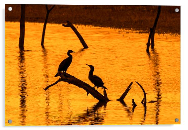 Two Great Cormorants at Sunset Acrylic by Arterra 