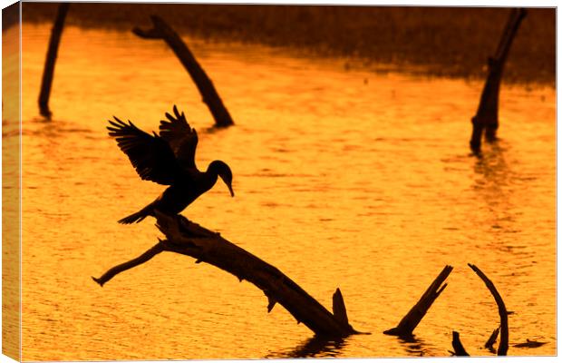Great Cormorant Silhouette at Sunset Canvas Print by Arterra 