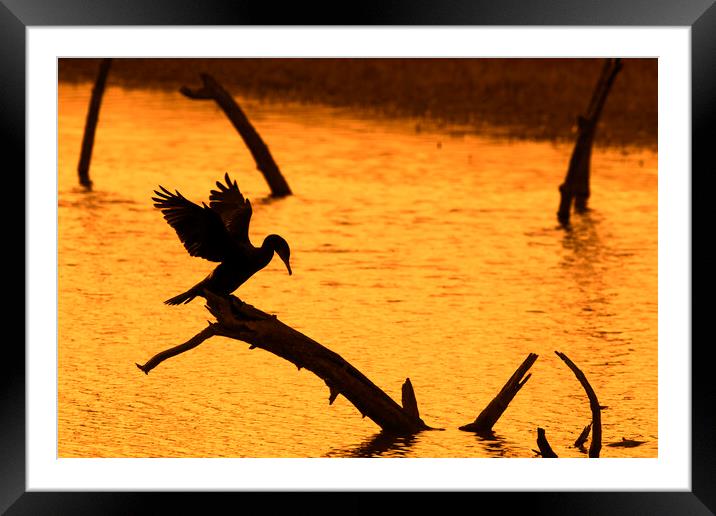 Great Cormorant Silhouette at Sunset Framed Mounted Print by Arterra 