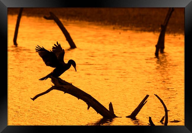 Great Cormorant Silhouette at Sunset Framed Print by Arterra 