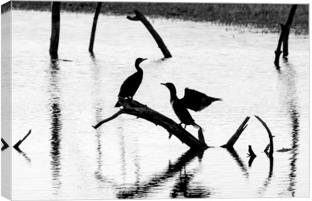 Great Cormorants Silhouettes in Pond Canvas Print by Arterra 
