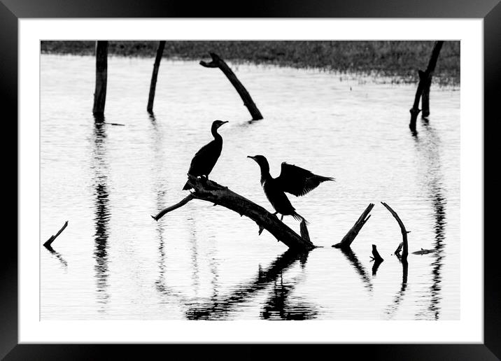 Great Cormorants Silhouettes in Pond Framed Mounted Print by Arterra 