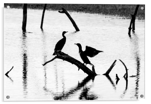 Great Cormorants Silhouettes in Pond Acrylic by Arterra 