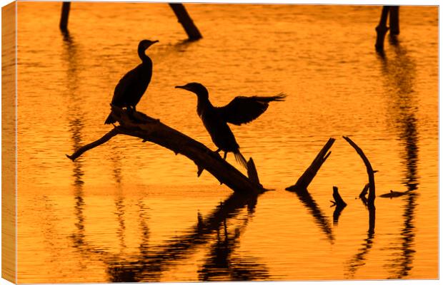 Great Cormorant Silhouettes at Sunset Canvas Print by Arterra 