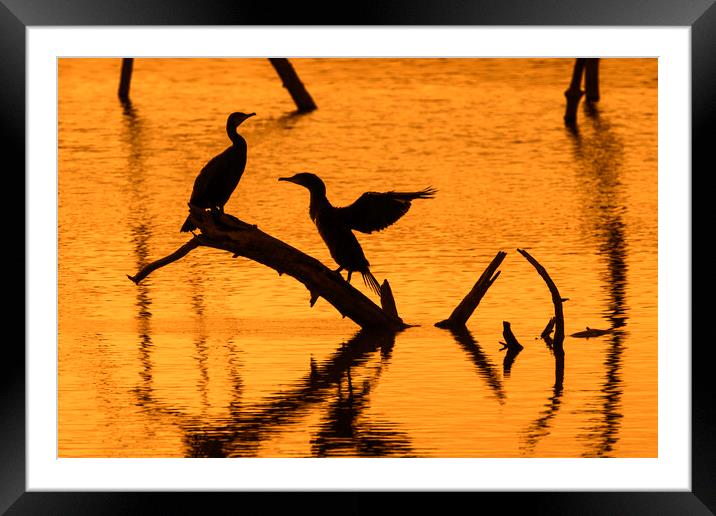 Great Cormorant Silhouettes at Sunset Framed Mounted Print by Arterra 