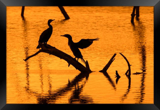 Great Cormorant Silhouettes at Sunset Framed Print by Arterra 