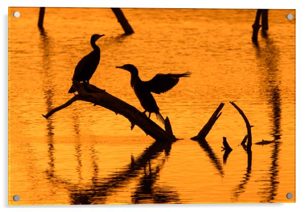 Great Cormorant Silhouettes at Sunset Acrylic by Arterra 