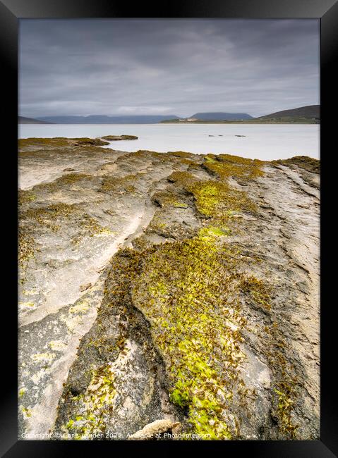 A Seaweed Oasis Framed Print by Chris Lauder