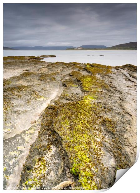 A Seaweed Oasis Print by Chris Lauder