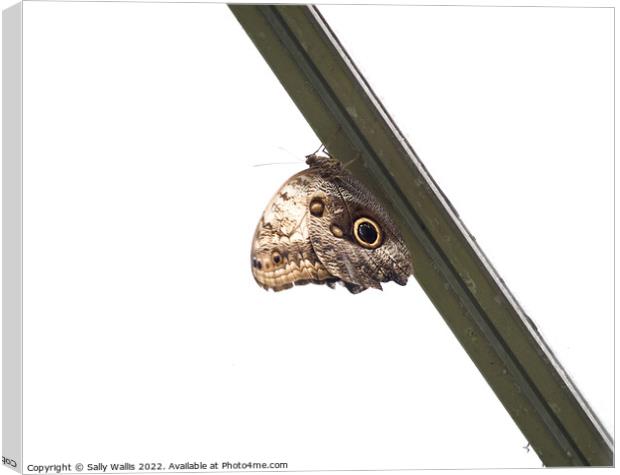 Brown Owl Butterfly Canvas Print by Sally Wallis