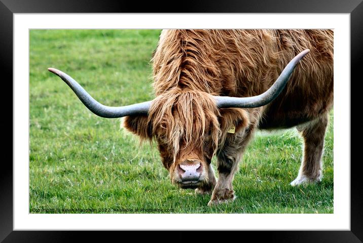 Majestic Highland Cow in Northumberland Field Framed Mounted Print by Kevin Maughan