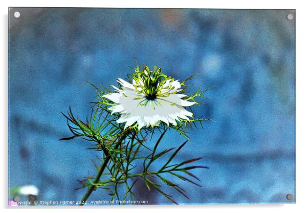 Love in a Mist Acrylic by Stephen Hamer