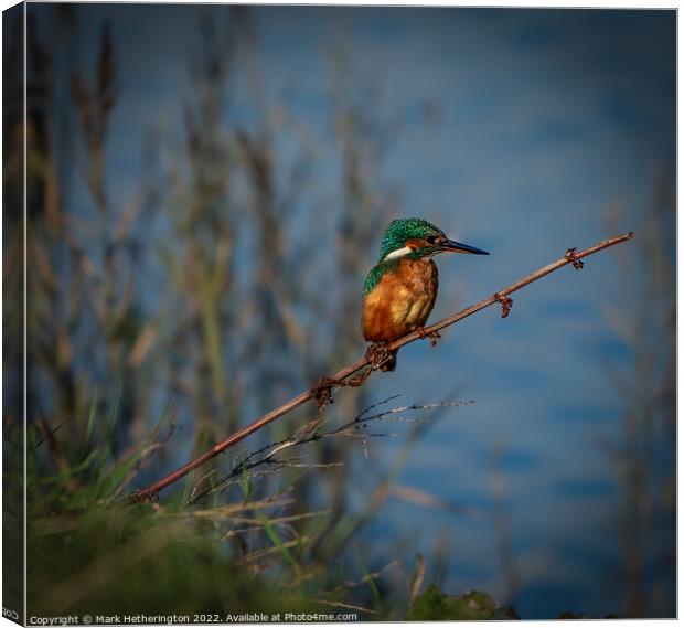 Kingfisher waiting for lunch Canvas Print by Mark Hetherington