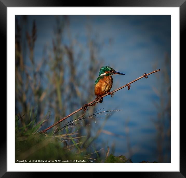 Kingfisher waiting for lunch Framed Mounted Print by Mark Hetherington