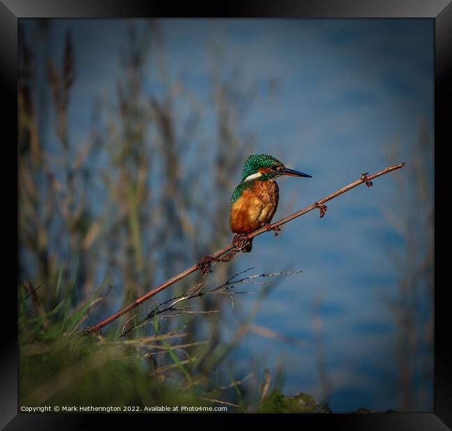 Kingfisher waiting for lunch Framed Print by Mark Hetherington