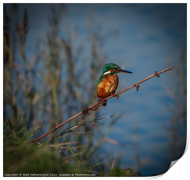 Kingfisher waiting for lunch Print by Mark Hetherington