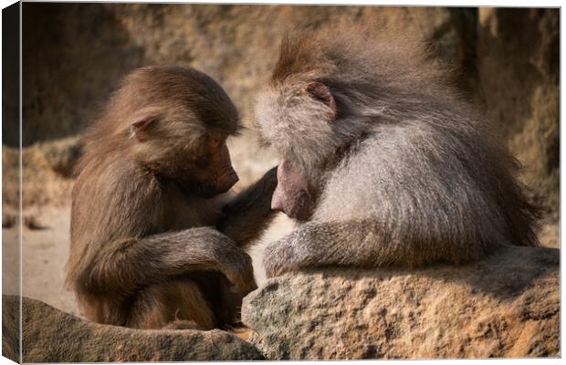 Hamadryas Baboon Mother With Young Canvas Print by Artur Bogacki