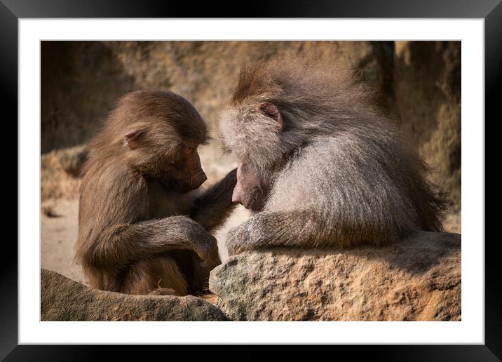 Hamadryas Baboon Mother With Young Framed Mounted Print by Artur Bogacki