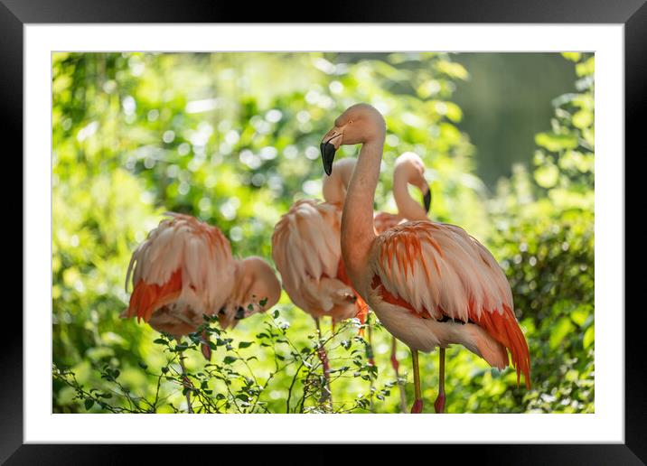 Chilean Flamingos Framed Mounted Print by Artur Bogacki