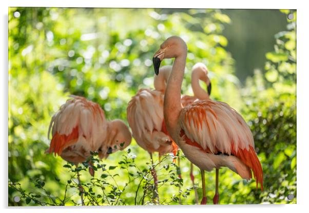 Chilean Flamingos Acrylic by Artur Bogacki