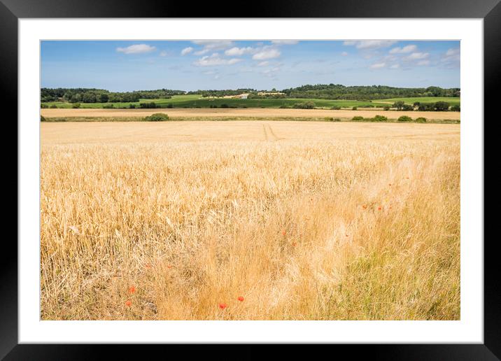 Wheat field before havest time Framed Mounted Print by Jason Wells