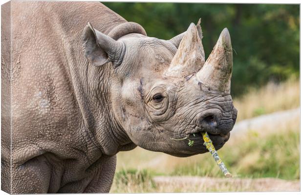 Black rhinoceros chewing a stick Canvas Print by Jason Wells