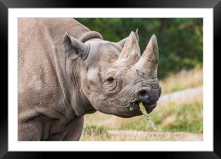 Black rhinoceros chewing a stick Framed Mounted Print by Jason Wells