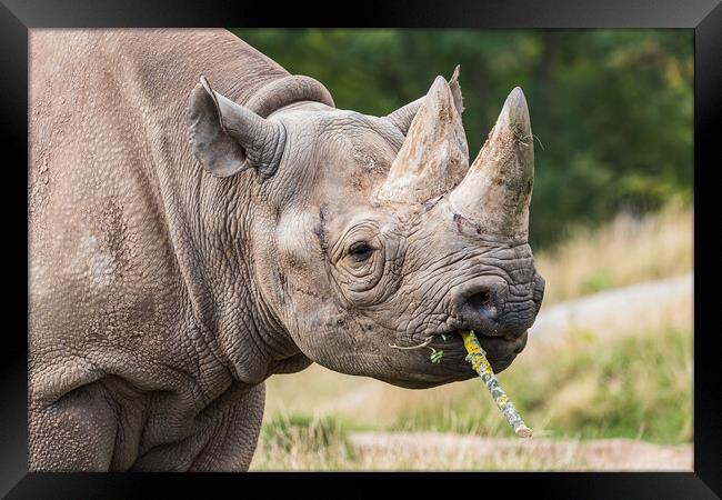 Black rhinoceros chewing a stick Framed Print by Jason Wells