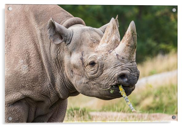 Black rhinoceros chewing a stick Acrylic by Jason Wells