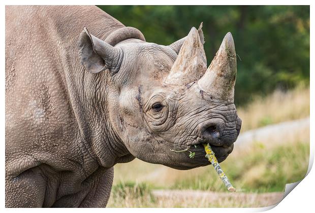 Black rhinoceros chewing a stick Print by Jason Wells