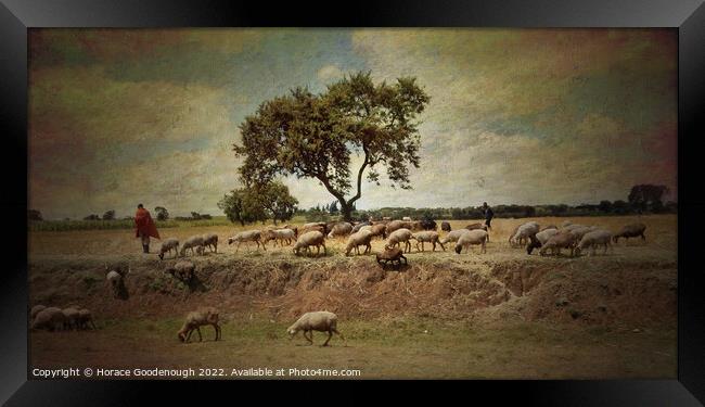 The Goat herder Framed Print by Horace Goodenough