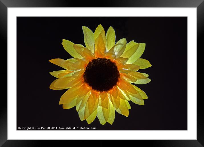Sunflower Head Framed Mounted Print by Rick Parrott