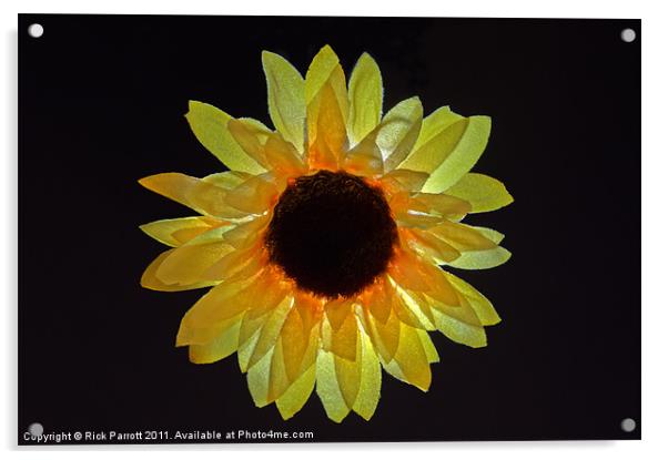 Sunflower Head Acrylic by Rick Parrott