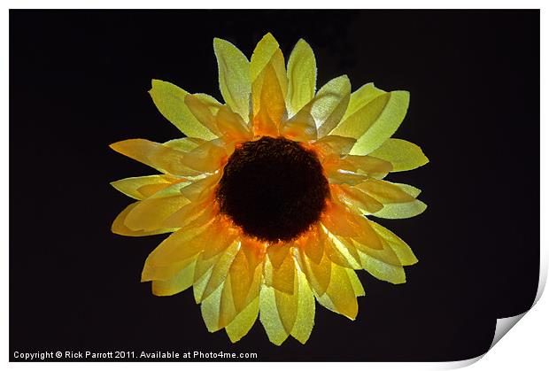 Sunflower Head Print by Rick Parrott