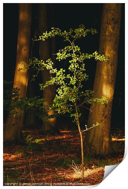 sunlit Oak sappling Print by Simon Johnson