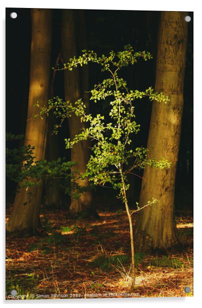 sunlit Oak sappling Acrylic by Simon Johnson
