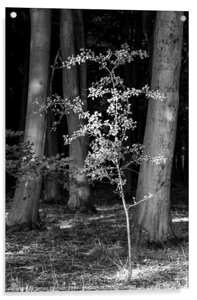 sunlit Oak sppaling  Acrylic by Simon Johnson