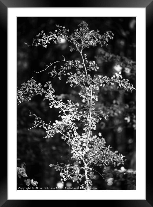 sunlit leaves Framed Mounted Print by Simon Johnson