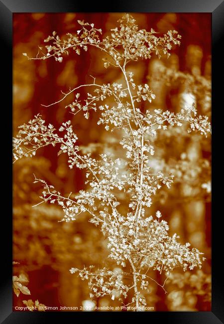 Sunlit leaves  Framed Print by Simon Johnson