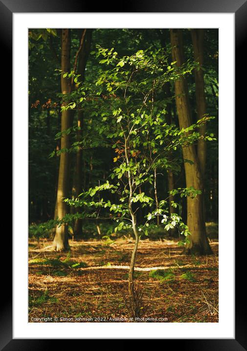 sunlit tree Framed Mounted Print by Simon Johnson