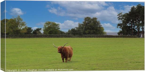 Highland Cow (2) Canvas Print by Kevin Maughan