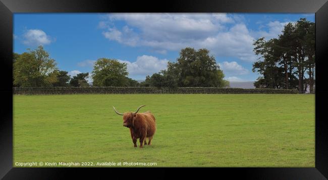Highland Cow (2) Framed Print by Kevin Maughan