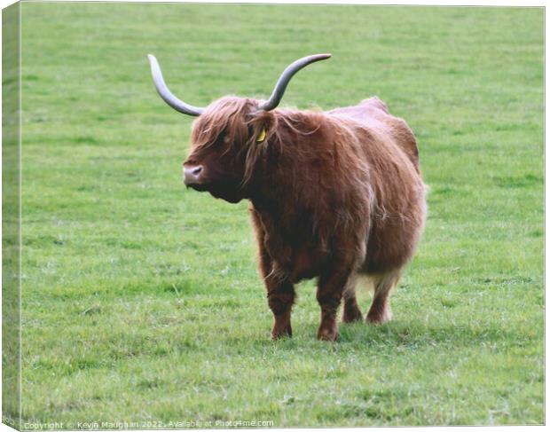 Majestic Highland Cow in Northumberland Canvas Print by Kevin Maughan
