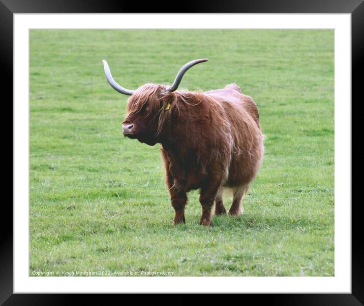 Majestic Highland Cow in Northumberland Framed Mounted Print by Kevin Maughan